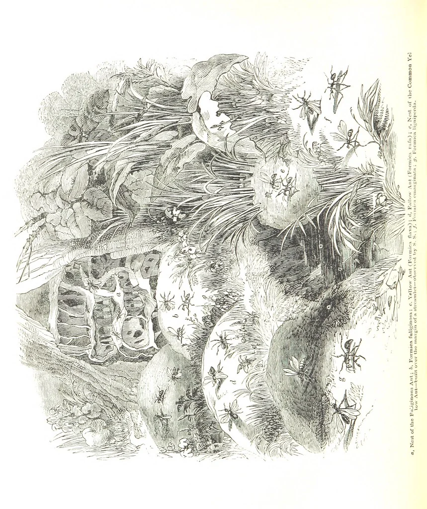 An illustration from Pictorial Half-hours, edited by C. K, 1850, leaf 174