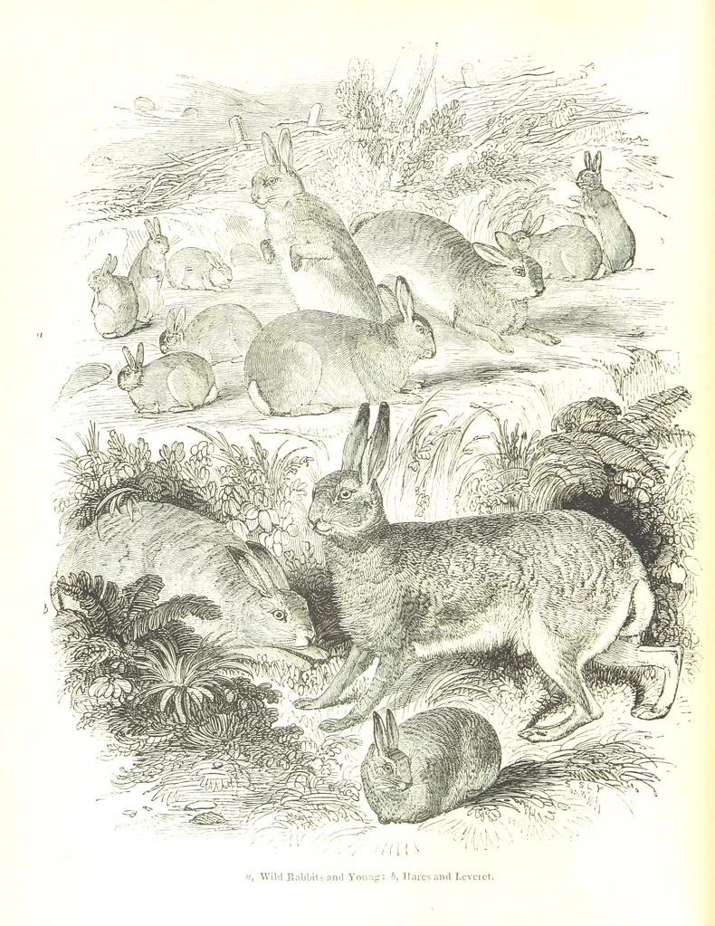 An illustration from Pictorial Half-hours, edited by C. K, 1850, leaf 18
