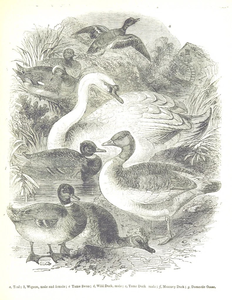 An illustration from Pictorial Half-hours, edited by C. K, 1850, leaf 203