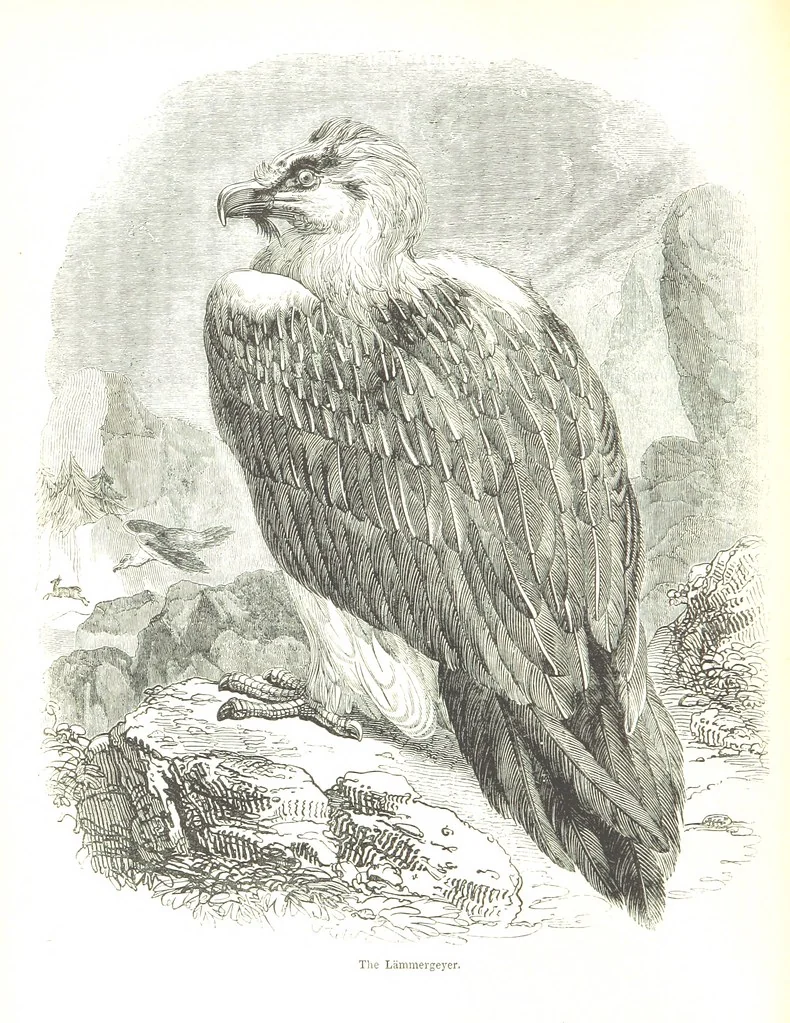 An illustration from Pictorial Half-hours, edited by C. K, 1850, leaf 222