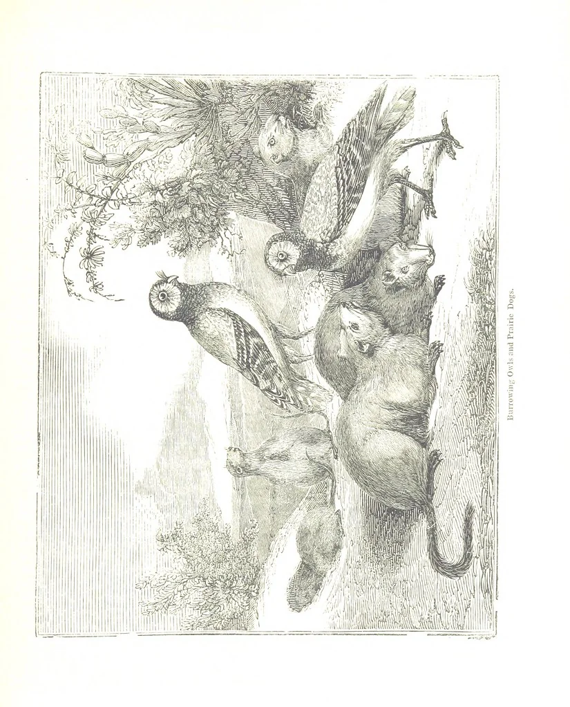 An illustration from Pictorial Half-hours, edited by C. K, 1850, leaf 235