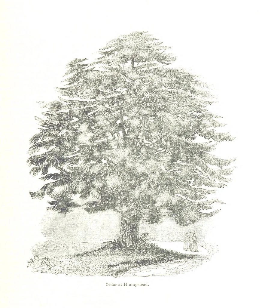 An illustration from Pictorial Half-hours, edited by C. K, 1850, leaf 243