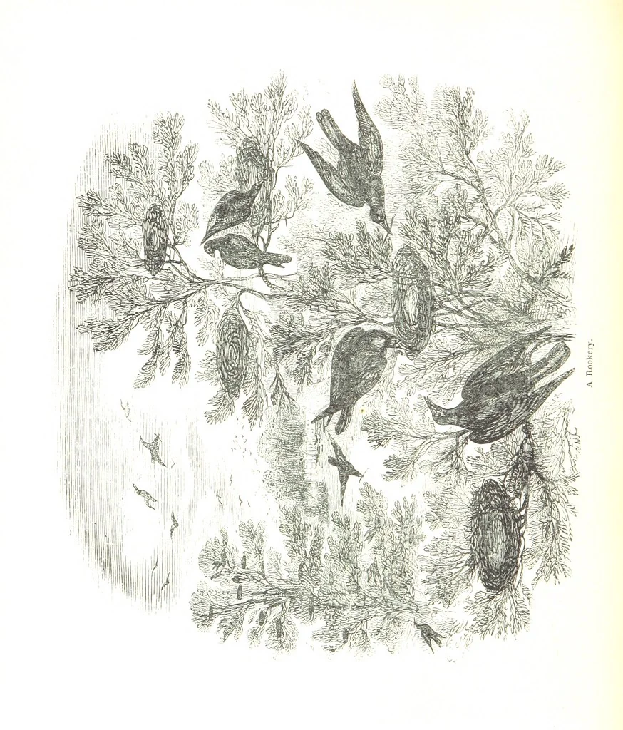 An illustration from Pictorial Half-hours, edited by C. K, 1850, leaf 262