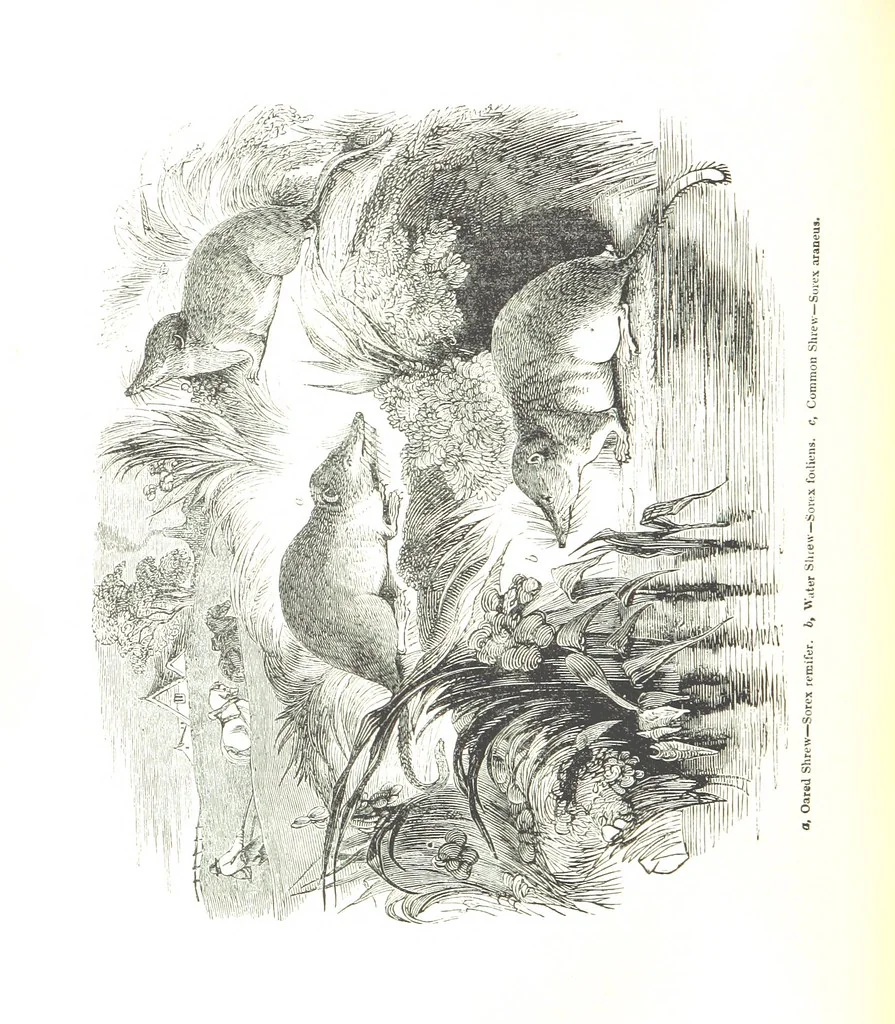 An illustration from Pictorial Half-hours, edited by C. K, 1850, leaf 308