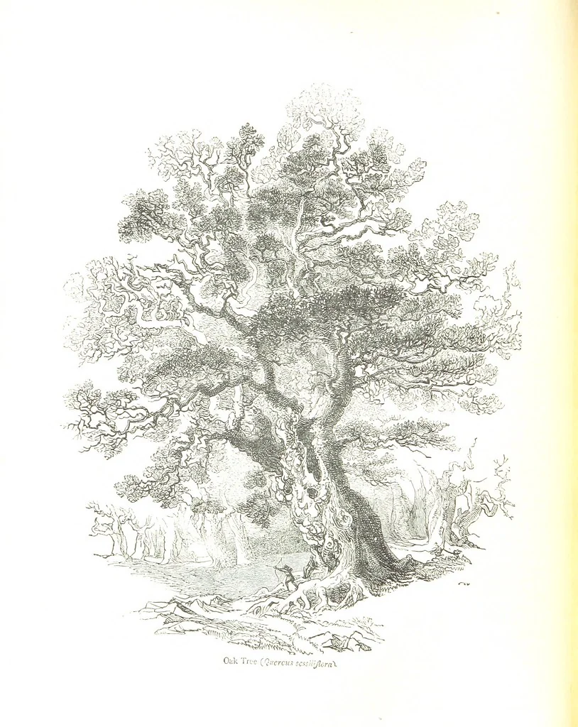 An illustration from Pictorial Half-hours, edited by C. K, 1850, leaf 312