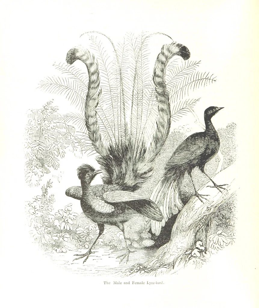 An illustration from Pictorial Half-hours, edited by C. K, 1850, leaf 320