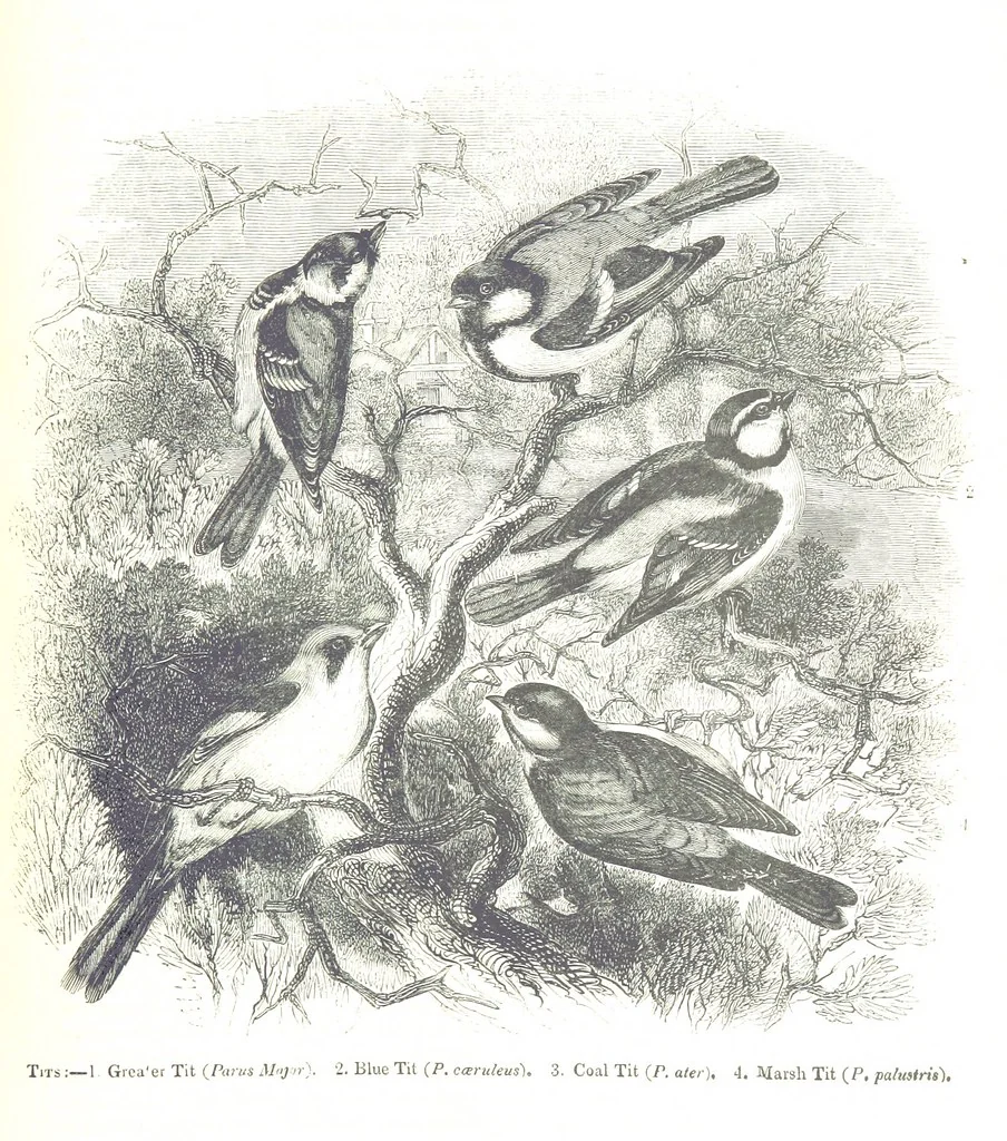 An illustration from Pictorial Half-hours, edited by C. K, 1850, leaf 347