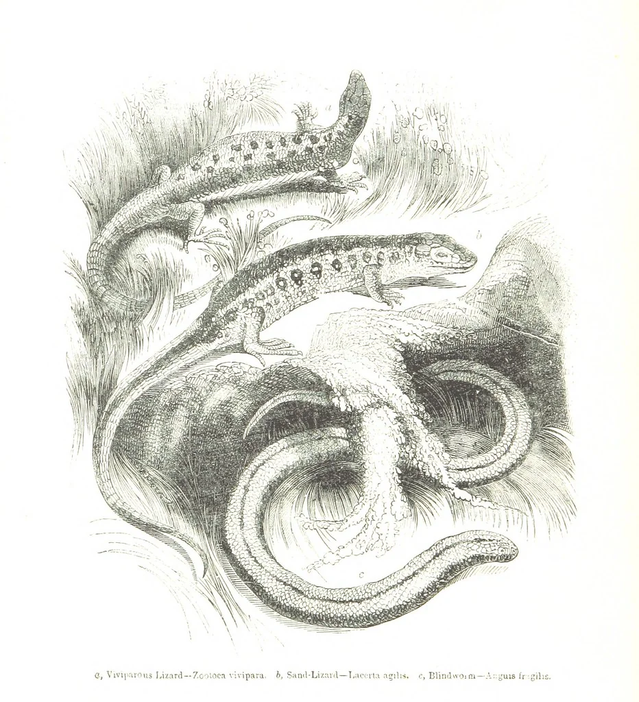 An illustration from Pictorial Half-hours, edited by C. K, 1850, leaf 362