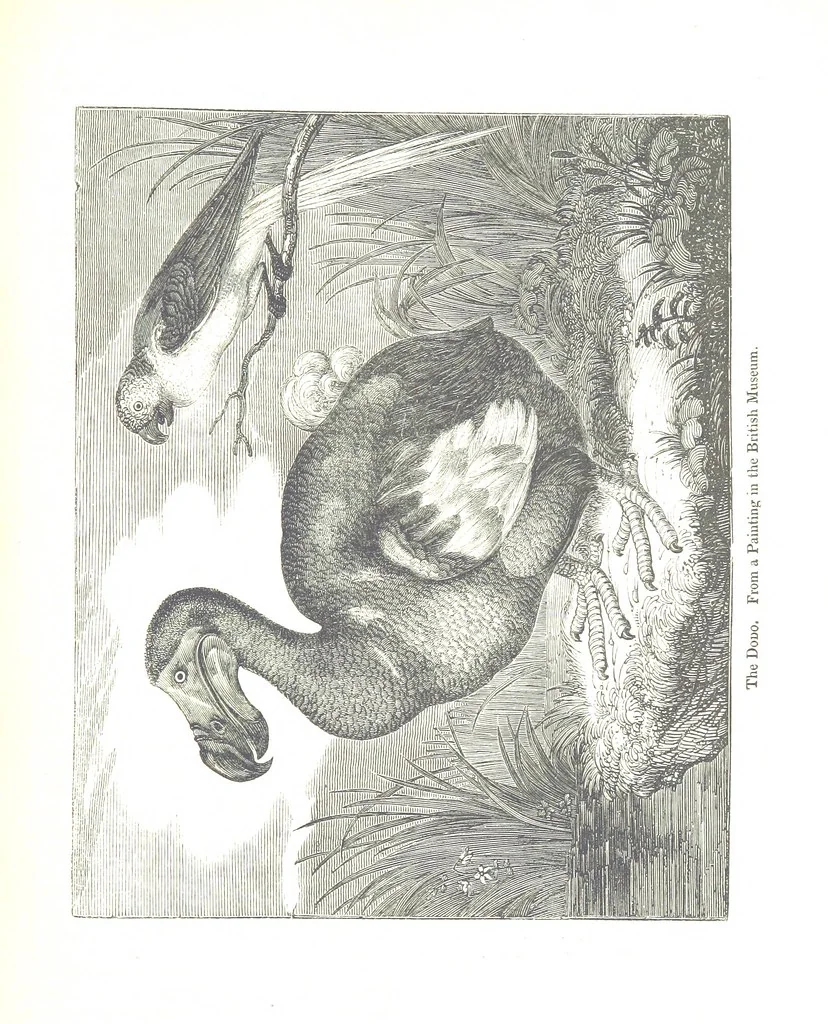 An illustration from Pictorial Half-hours, edited by C. K, 1850, leaf 371