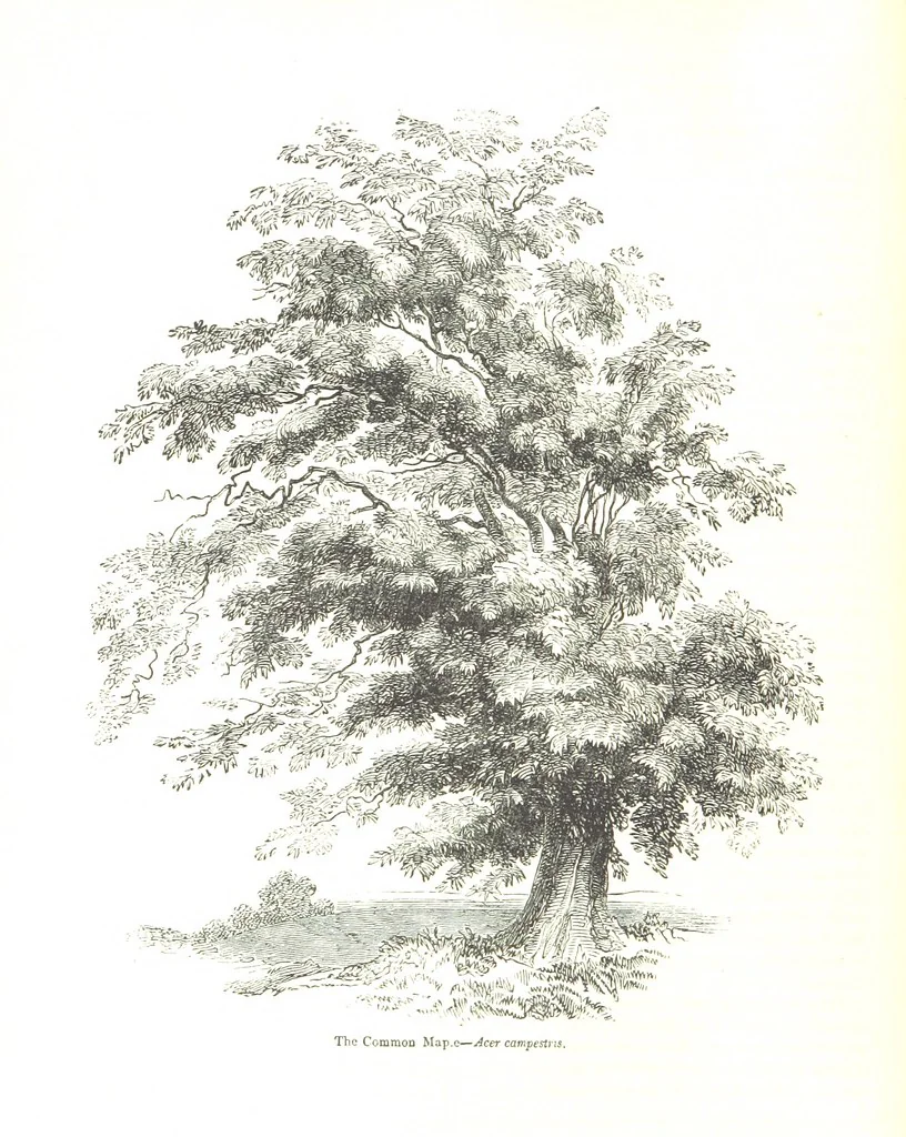 An illustration from Pictorial Half-hours, edited by C. K, 1850, leaf 382