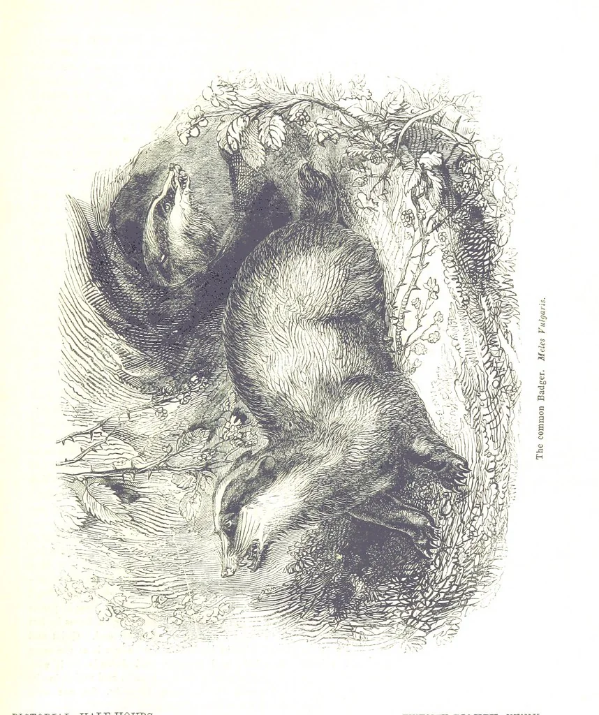 An illustration from Pictorial Half-hours, edited by C. K, 1850, leaf 39