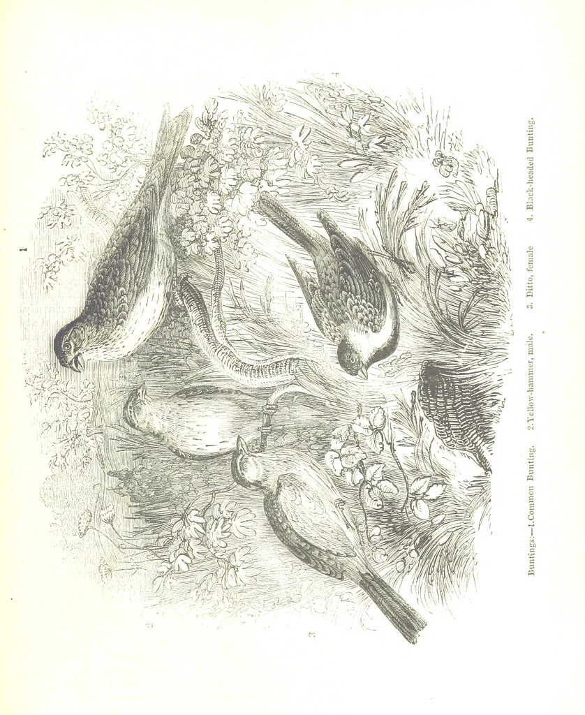An illustration from Pictorial Half-hours, edited by C. K, 1850, leaf 415