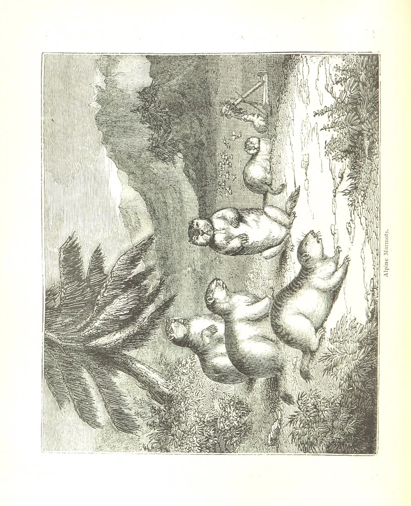 An illustration from Pictorial Half-hours, edited by C. K, 1850, leaf 422