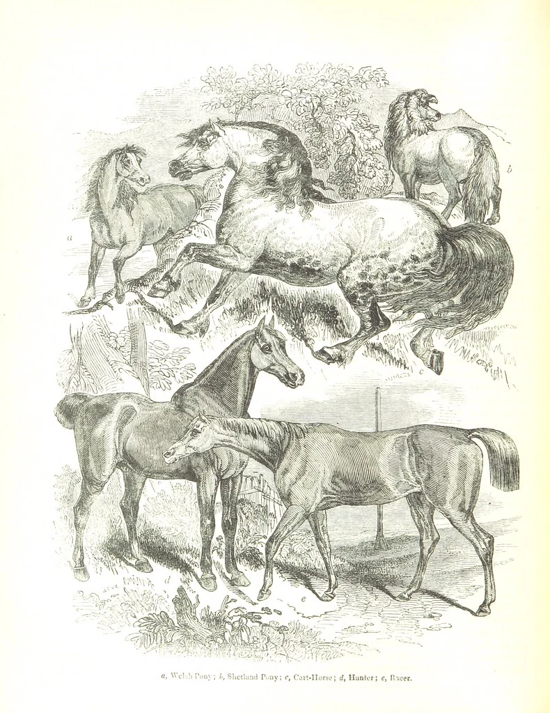 An illustration from Pictorial Half-hours, edited by C. K, 1850, leaf 430