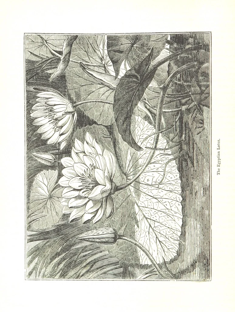 An illustration from Pictorial Half-hours, edited by C. K, 1850, leaf 446