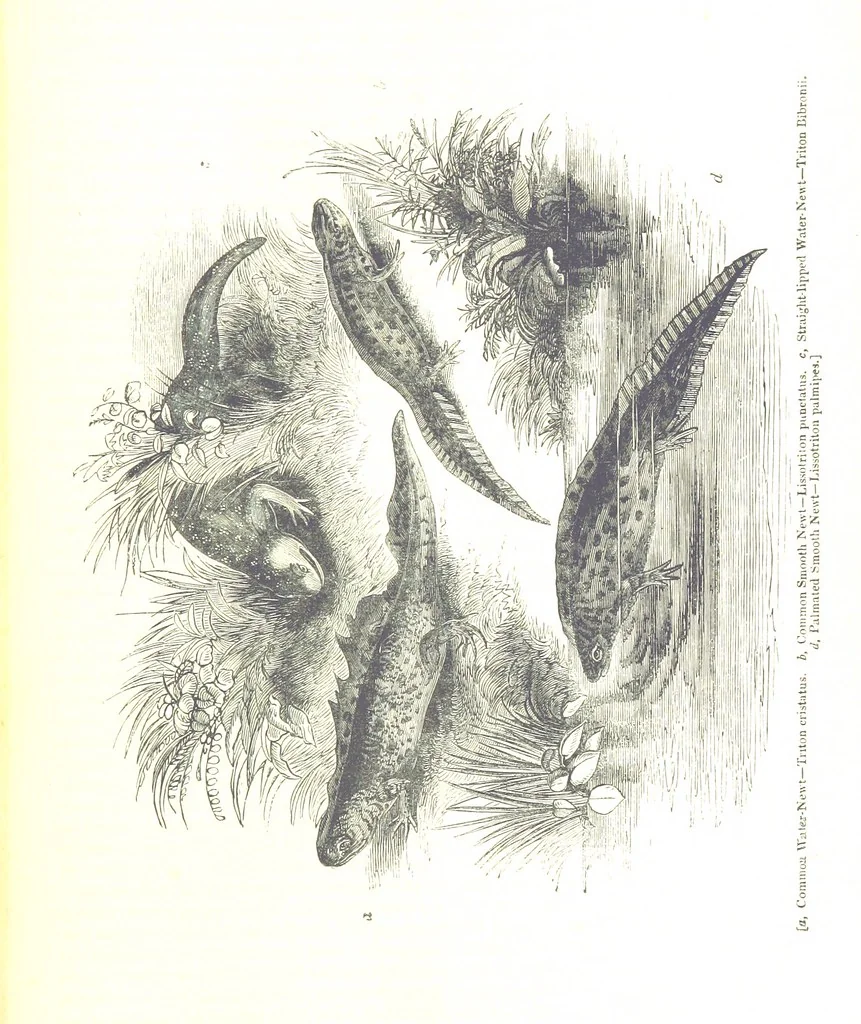 An illustration from Pictorial Half-hours, edited by C. K, 1850, leaf 463