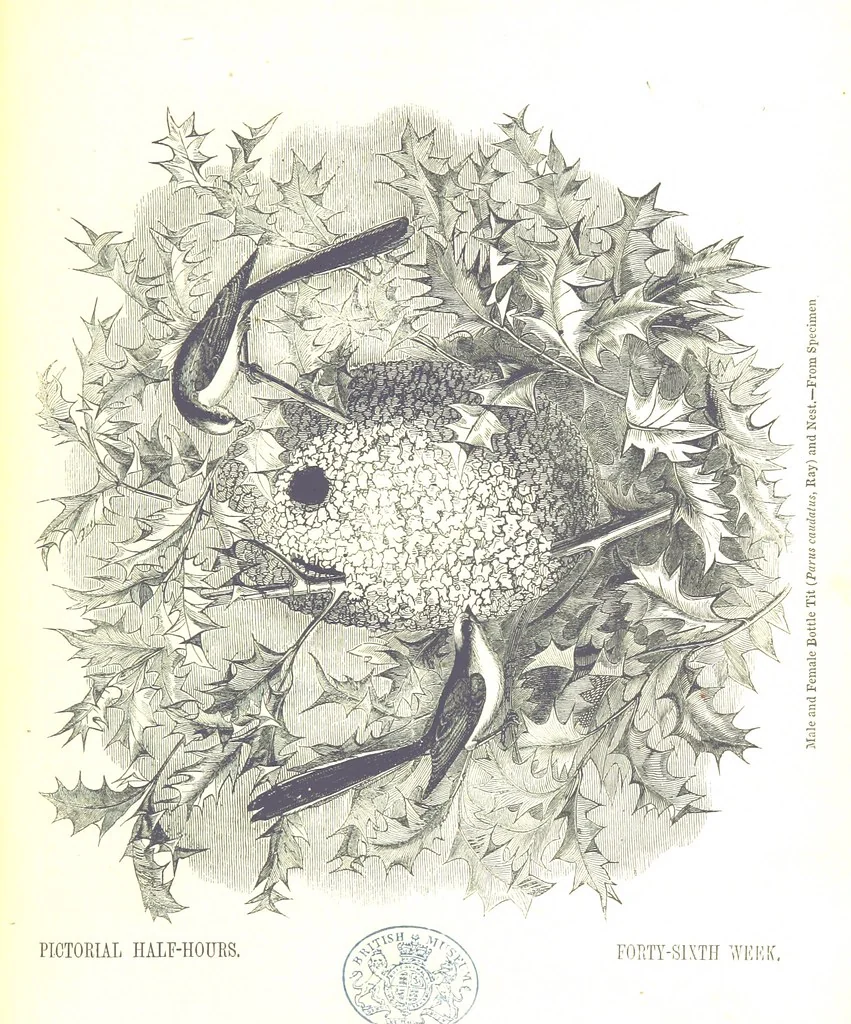 An illustration from Pictorial Half-hours, edited by C. K, 1850, leaf 475