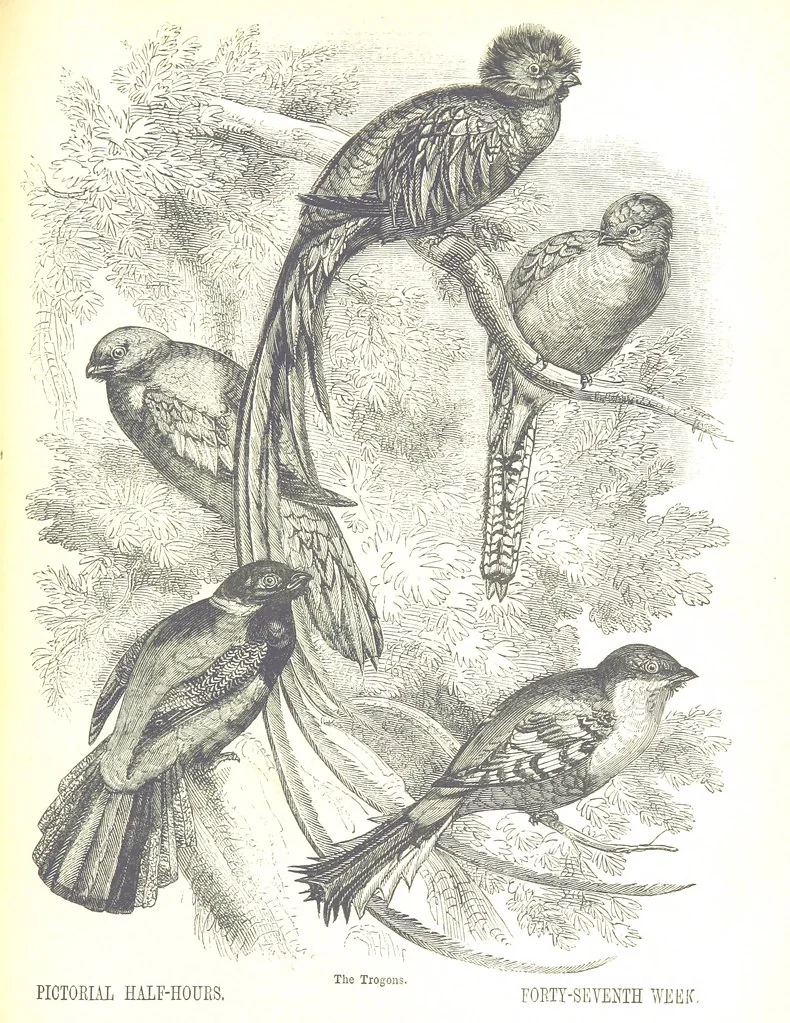 An illustration from Pictorial Half-hours, edited by C. K, 1850, leaf 499