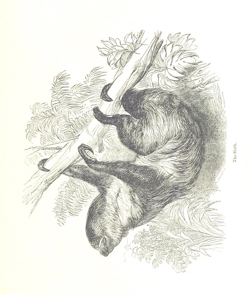 An illustration from Pictorial Half-hours, edited by C. K, 1850, leaf 503