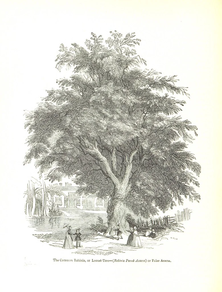 An illustration from Pictorial Half-hours, edited by C. K, 1850, leaf 530