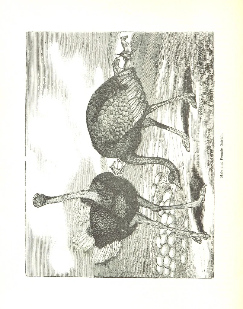An illustration from Pictorial Half-hours, edited by C. K, 1850, leaf 542