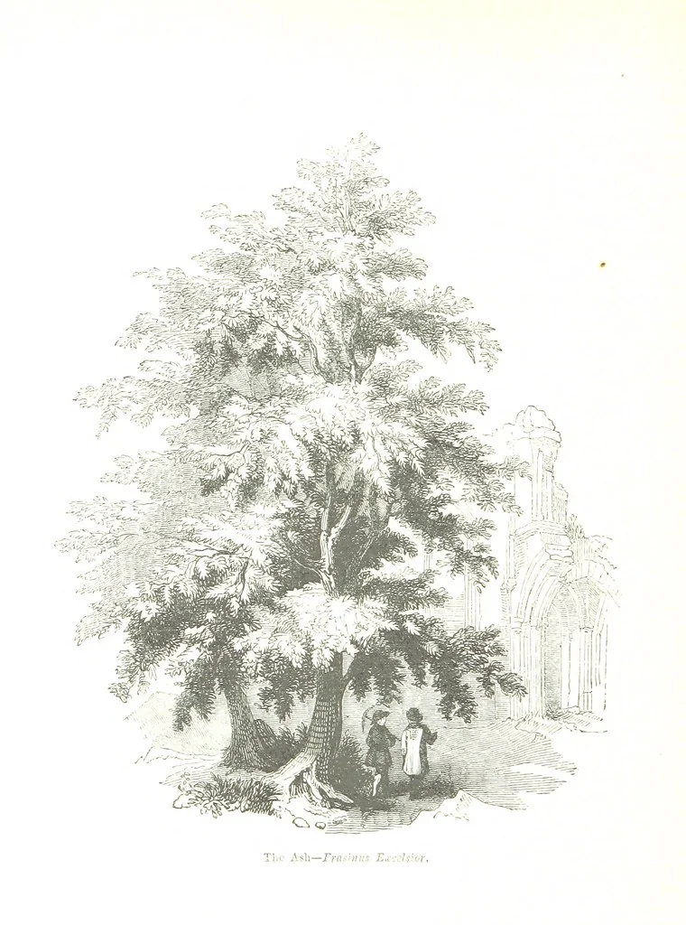 An illustration from Pictorial Half-hours, edited by C. K, 1850, leaf 554