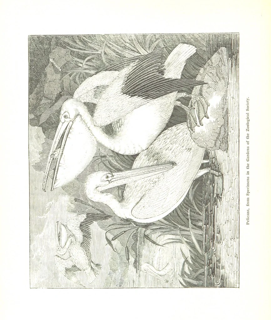 An illustration from Pictorial Half-hours, edited by C. K, 1850, leaf 558