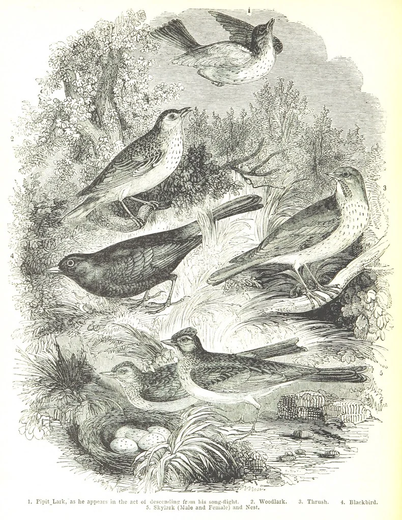 An illustration from Pictorial Half-hours, edited by C. K, 1850, leaf 574