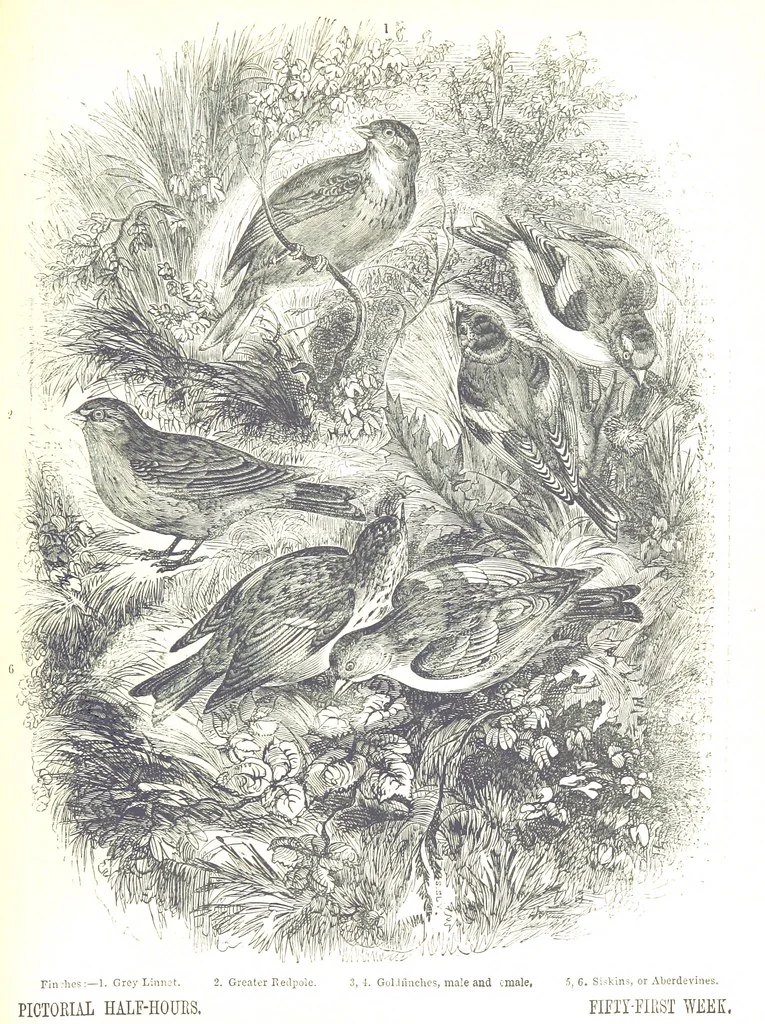An illustration from Pictorial Half-hours, edited by C. K, 1850, leaf 595