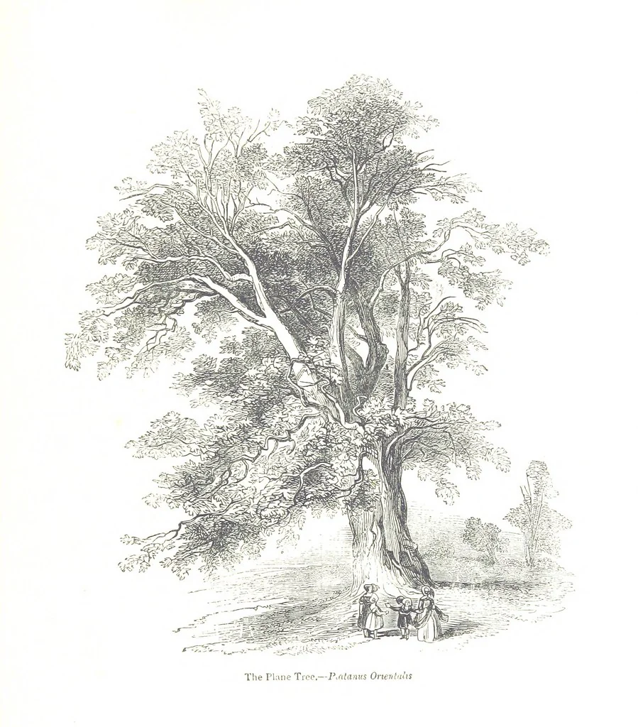 An illustration from Pictorial Half-hours, edited by C. K, 1850, leaf 607
