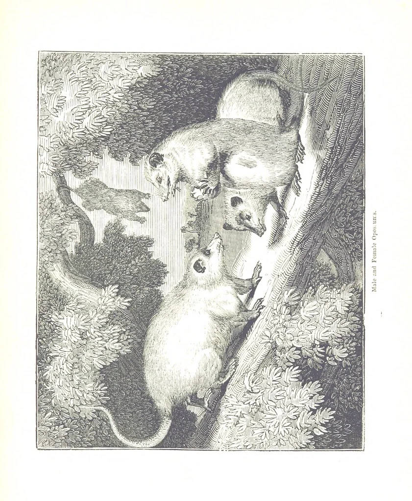 An illustration from Pictorial Half-hours, edited by C. K, 1850, leaf 611