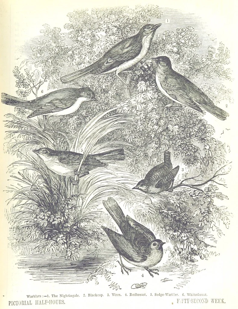 An illustration from Pictorial Half-hours, edited by C. K, 1850, leaf 619