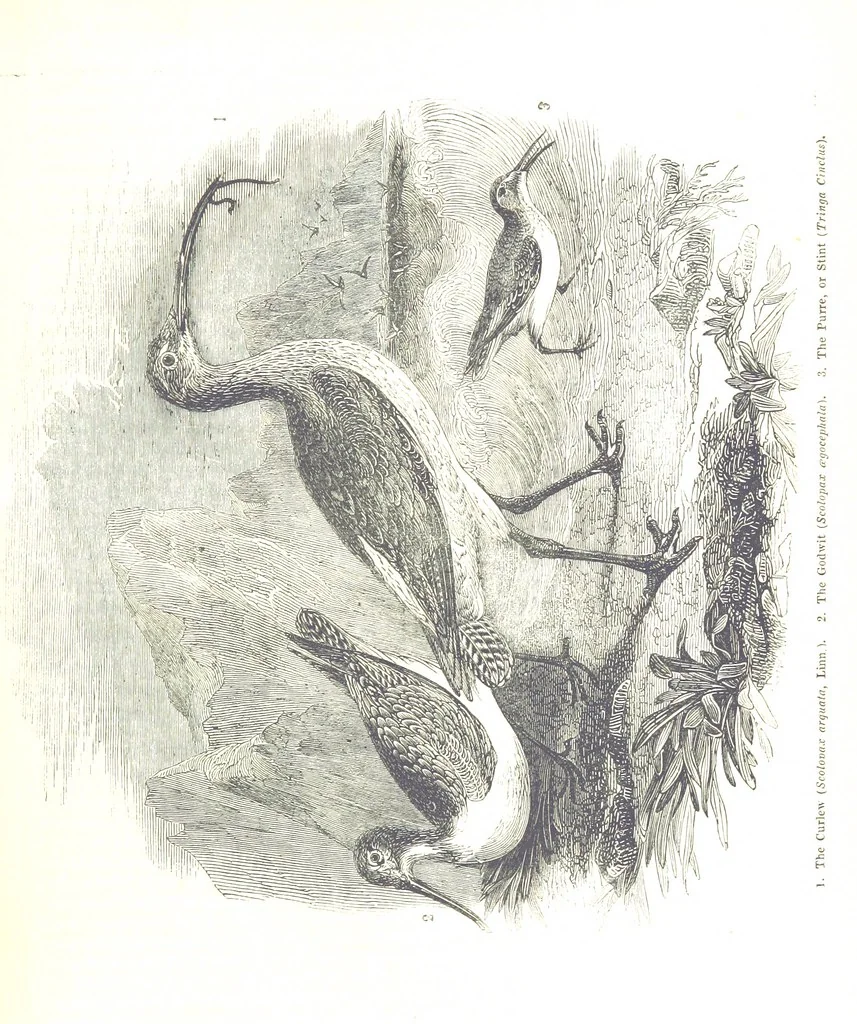 An illustration from Pictorial Half-hours, edited by C. K, 1850, leaf 67