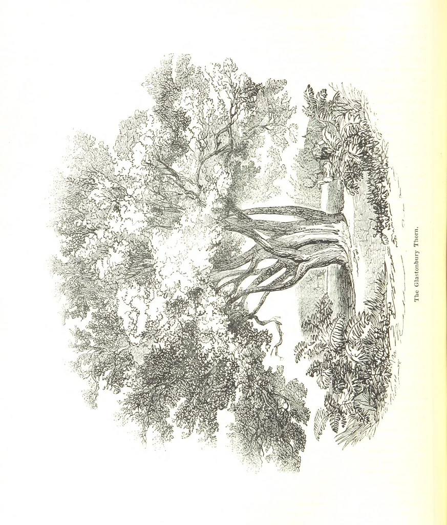 An illustration from Pictorial Half-hours, edited by C. K, 1850, leaf 82