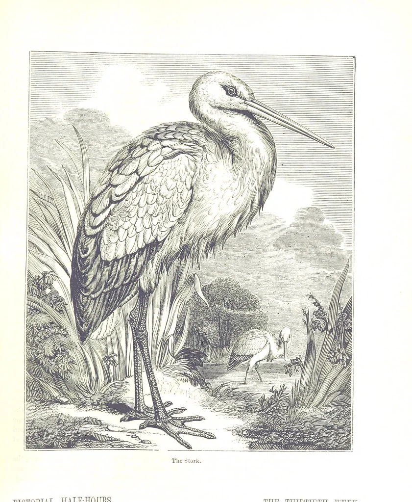 An illustration from Pictorial Half-hours, edited by C. K, 1850, leaf 87