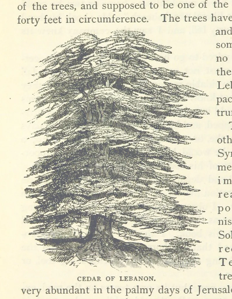 An illustration from Backsheesh! or, Life and Adventures in the Orient. With descriptive and humorous sketches. ... With ... illustrations, etc, 1875, leaf 284