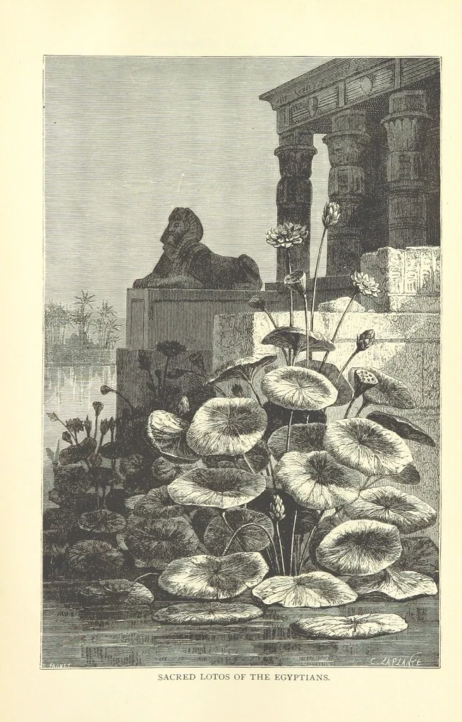 An illustration from Backsheesh! or, Life and Adventures in the Orient. With descriptive and humorous sketches. ... With ... illustrations, etc, 1875, leaf 647
