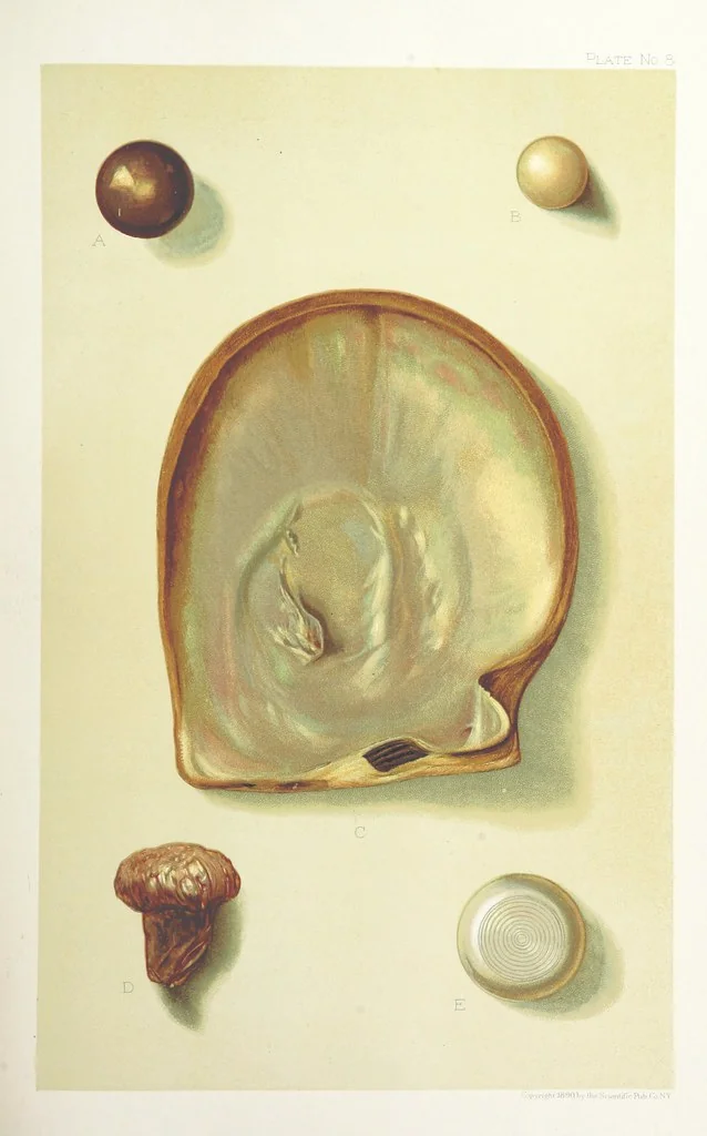 An illustration from Gems and Precious Stones of North America. A popular description of their occurrence, value, history, archæology, and of the collections in which they exist, also a chapter on pearls and on remarkable foreign gems owned in the United States. Illustrated, etc, 1890, leaf 273