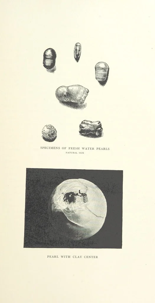 An illustration from Gems and Precious Stones of North America. A popular description of their occurrence, value, history, archæology, and of the collections in which they exist, also a chapter on pearls and on remarkable foreign gems owned in the United States. Illustrated, etc, 1890, leaf 279