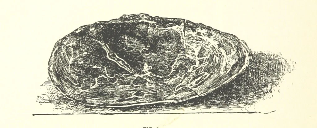 An illustration from Gems and Precious Stones of North America. A popular description of their occurrence, value, history, archæology, and of the collections in which they exist, also a chapter on pearls and on remarkable foreign gems owned in the United States. Illustrated, etc, 1890, leaf 296