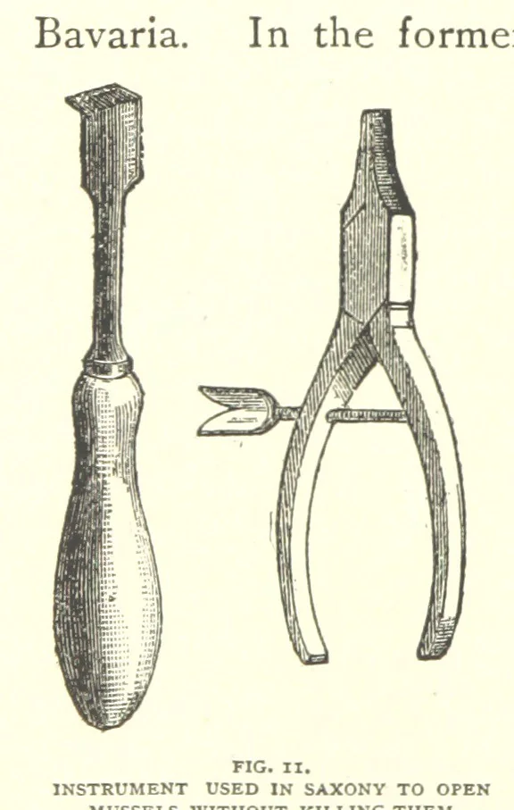 An illustration from Gems and Precious Stones of North America. A popular description of their occurrence, value, history, archæology, and of the collections in which they exist, also a chapter on pearls and on remarkable foreign gems owned in the United States. Illustrated, etc, 1890, leaf 300