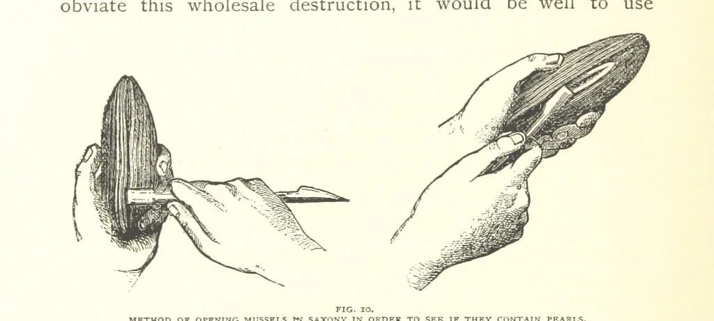 An illustration from Gems and Precious Stones of North America. A popular description of their occurrence, value, history, archæology, and of the collections in which they exist, also a chapter on pearls and on remarkable foreign gems owned in the United States. Illustrated, etc, 1890, leaf 300