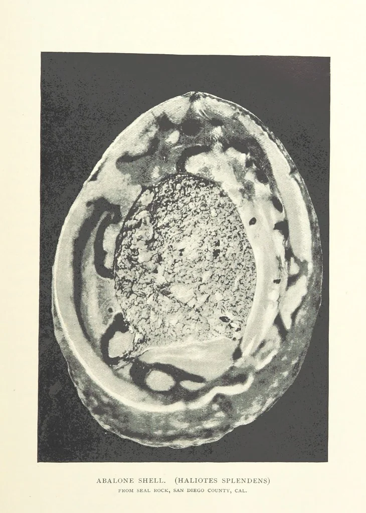 An illustration from Gems and Precious Stones of North America. A popular description of their occurrence, value, history, archæology, and of the collections in which they exist, also a chapter on pearls and on remarkable foreign gems owned in the United States. Illustrated, etc, 1890, leaf 305