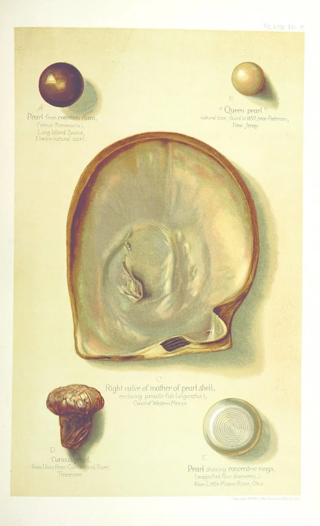 An illustration from Gems and precious stones of North America ... Second edition, with appendix, 1892, leaf 271