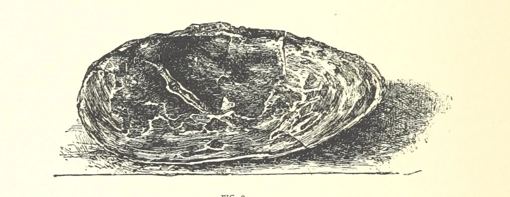 An illustration from Gems and precious stones of North America ... Second edition, with appendix, 1892, leaf 300