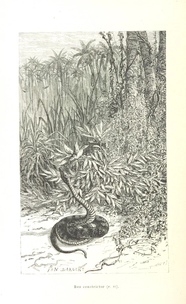 An illustration from L'Espace céleste et la nature tropicale, description physique de l'univers ... préface de M. Babinet, dessins de Yan' Dargent, 1866, leaf 126