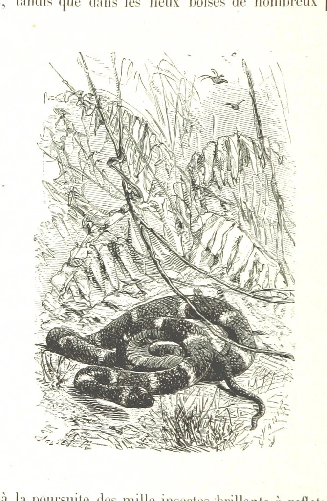 An illustration from L'Espace céleste et la nature tropicale, description physique de l'univers ... préface de M. Babinet, dessins de Yan' Dargent, 1866, leaf 128