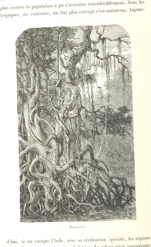 An illustration from L'Espace céleste et la nature tropicale, description physique de l'univers ... préface de M. Babinet, dessins de Yan' Dargent, 1866, leaf 142