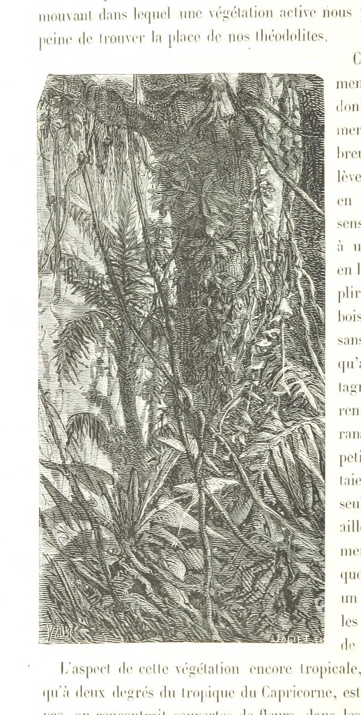 An illustration from L'Espace céleste et la nature tropicale, description physique de l'univers ... préface de M. Babinet, dessins de Yan' Dargent, 1866, leaf 204
