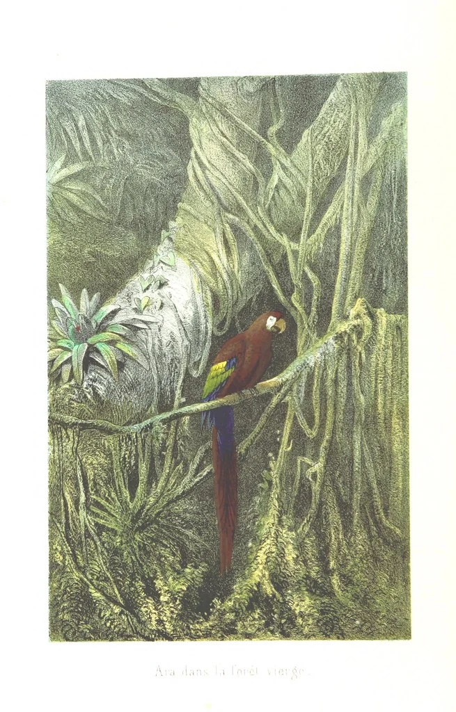 An illustration from L'Espace céleste et la nature tropicale, description physique de l'univers ... préface de M. Babinet, dessins de Yan' Dargent, 1866, leaf 28
